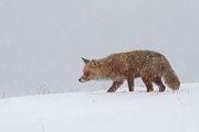 Rotfuchs - Vulpes vulpes - Sachsen - Saeugetiere - Fuchsbau - Fuchs Welpe Welpen Ranz Ranzzeit 