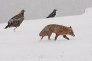 Rotfuchs - Vulpes vulpes - 
Saeugetiere - Fuchsbau - Fuchs Welpe Welpen Ranz Ranzzeit 