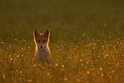 Rotfuchs - Vulpes vulpes - Sachsen - Saeugetiere - Fuchsbau - Fuchs Welpe Welpen Ranz Ranzzeit Fuchspaarung Fuechse paaren sich Fuchskopula Kopula Ruede Faehe Jungfuchs Junger Fuchs