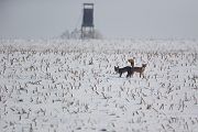 Rotfuchs - Vulpes vulpes - Sachsen - Saeugetiere - Fuchsbau - Fuchs Welpe Welpen Ranz Ranzzeit Fuchspaarung Fuechse paaren sich Fuchskopula Kopula Ruede Faehe