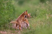 Jungfuechse, Fuchs, Vulpes vulpes, Saeugetiere, Raubtiere, Welpen, Fuchsbau, Bau, Faehe, Ruede, spielende Jungfuechse