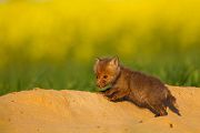 Jungfuechse, Fuchs, Vulpes vulpes, Saeugetiere, Raubtiere, Welpen, Fuchsbau, Bau, Faehe, Ruede, spielende Jungfuechse