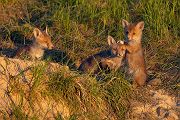 Jungfuechse, Fuchs, Vulpes vulpes, Saeugetiere, Raubtiere, Welpen, Fuchsbau, Bau, Faehe, Ruede, spielende Jungfuechse
