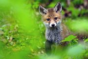 Jungfuechse, Fuchs, Vulpes vulpes, Saeugetiere, Raubtiere, Welpen, Fuchsbau, Bau, Faehe, Ruede, spielende Jungfuechse