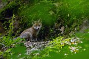 Jungfuechse, Fuchs, Vulpes vulpes, Saeugetiere, Raubtiere, Welpen, Fuchsbau, Bau, Faehe, Ruede, spielende Jungfuechse