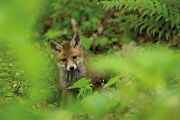 Jungfuechse, Fuchs, Vulpes vulpes, Saeugetiere, Raubtiere, Welpen, Fuchsbau, Bau, Faehe, Ruede, spielende Jungfuechse