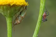 Wanze Blattlaus