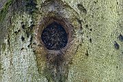 Wildbienen in alter Schwarzspechthöhle, Schwarzspecht, Nachmieter, Wildbienen