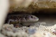 Waldeidechse - Zootoca vivipara