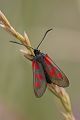 Sechsfleck-Widderchen - Zygaena filipendulae
