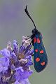 Sechsfleck-Widderchen - Zygaena filipendulae