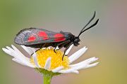 Kleines Fuenffleck-Widderchen - Zygaena viciae - Sachsen - Muldental - Grimma