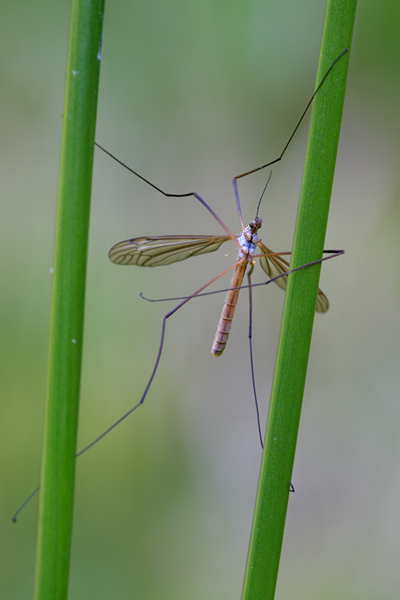 Kohlschnake - Tipula oleracea 