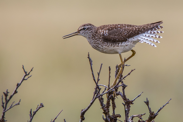 Bruchwasserlaeufer, Tringa glareola,  Regenpfeiferartige, Charadriiformes, Tringa, Norwegen, Limikolen, 