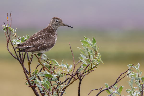 Bruchwasserlaeufer, Tringa glareola,  Regenpfeiferartige, Charadriiformes, Tringa, Norwegen, Limikolen, 