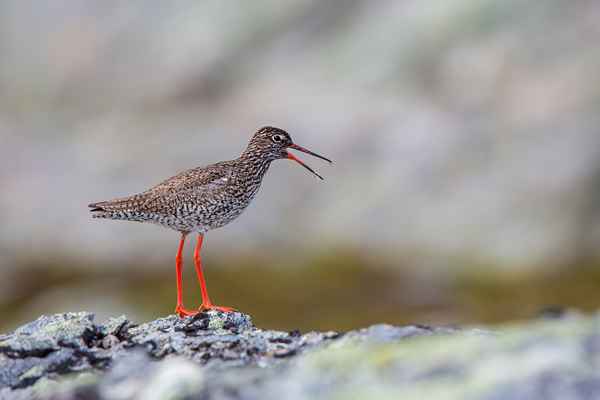 Rotschenkel, Tinga totanus, Jotunheimen, Limikolen, Voegel, Charadriiformes, Tringa,  Schnepfenvoegel, Scolopacidae 