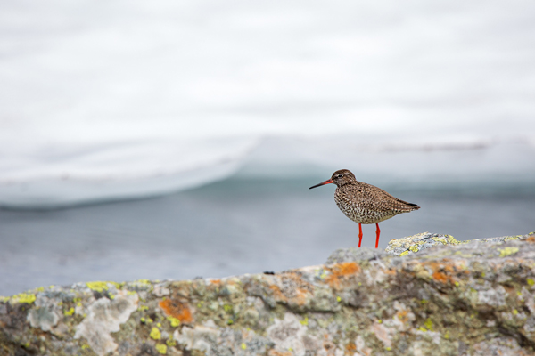Rotschenkel, Tinga totanus, Jotunheimen, Limikolen, Voegel, Charadriiformes, Tringa,  Schnepfenvoegel, Scolopacidae 