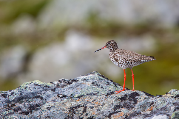 Rotschenkel, Tinga totanus, Jotunheimen, Limikolen, Voegel, Charadriiformes, Tringa,  Schnepfenvoegel, Scolopacidae 