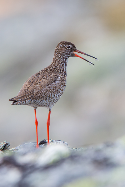 Rotschenkel, Tinga totanus, Jotunheimen, Limikolen, Voegel, Charadriiformes, Tringa,  Schnepfenvoegel, Scolopacidae 