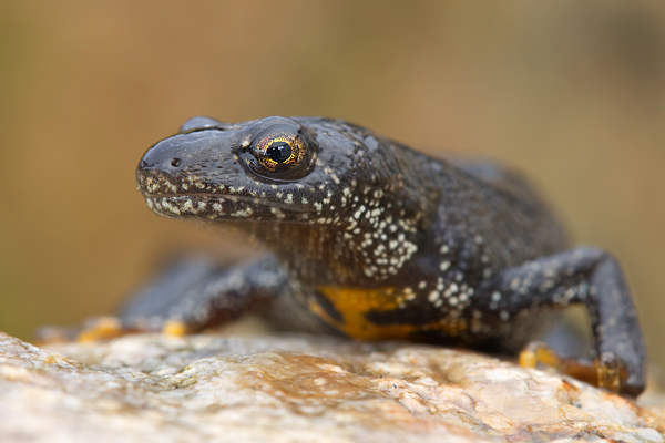 Kammmolch - Triturus cristatus - Maennchen Lurche Echte Salamander Grimma Muldental Sachsen