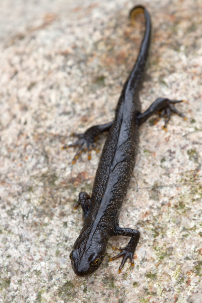 Kammmolch - Triturus cristatus - Maennchen Lurche Echte Salamander Grimma Muldental Sachsen
