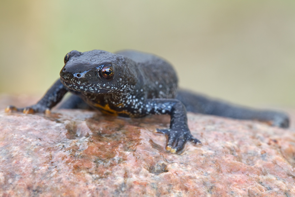 Kammmolch - Triturus cristatus - Weibchen Lurche Echte Salamander Grimma Muldental Sachsen