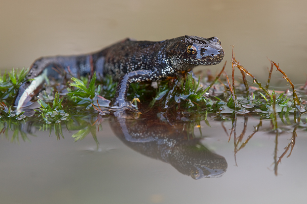 Kammmolch - Triturus cristatus - Maennchen Lurche Echte Salamander Grimma Muldental Sachsen