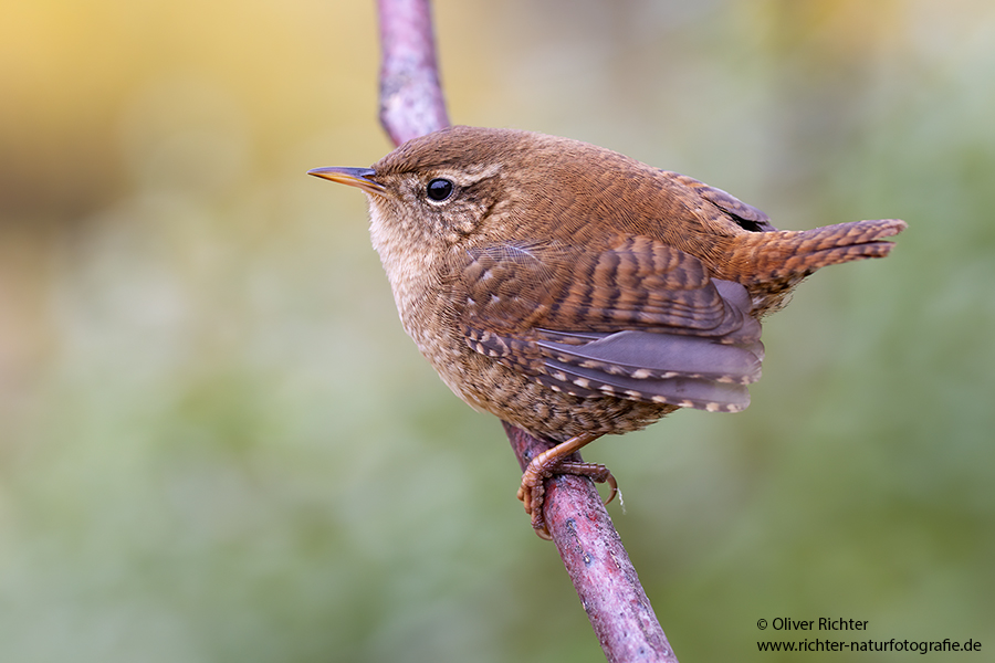 Zaunkoenig - Troglodytes troglodytes Singvoegel Sachsen Grimma Voegel Sperlingsvoegel