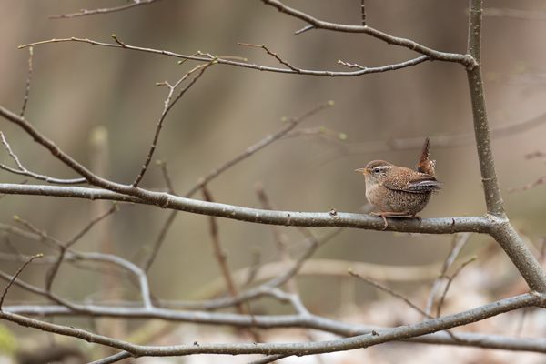 Zaunkoenig - Troglodytes troglodytes Singvoegel Sachsen Grimma Voegel Sperlingsvoegel