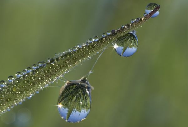 Tautropfen Wiese 
