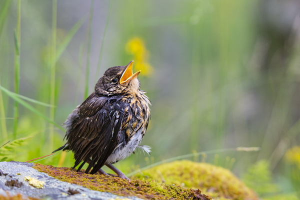 Wacholderdrossel - Turdus pilaris Drossel Drosseln Echte Drosseln, Singvoegel, Vogel, Norwegen, juvenil
