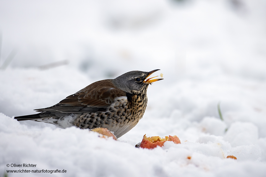 Wacholderdrossel - Turdus pilaris Drossel Drosseln Echte Drosseln, Singvoegel, Vogel, 