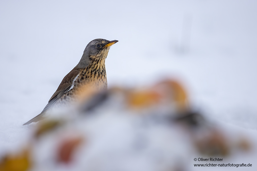 Wacholderdrossel - Turdus pilaris Drossel Drosseln Echte Drosseln, Singvoegel, Vogel, 