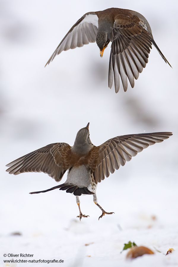 Wacholderdrossel - Turdus pilaris Drossel Drosseln Echte Drosseln, Singvoegel, Vogel, 