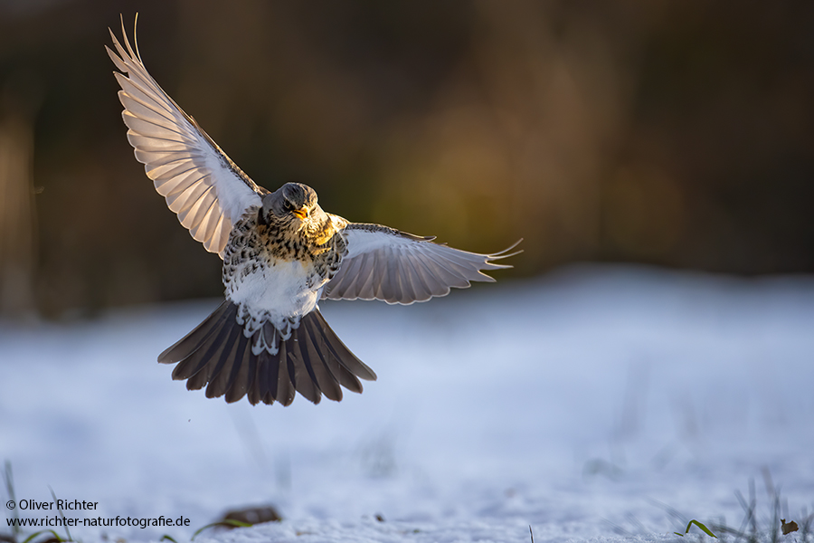Wacholderdrossel - Turdus pilaris Drossel Drosseln Echte Drosseln, Singvoegel, Vogel, 