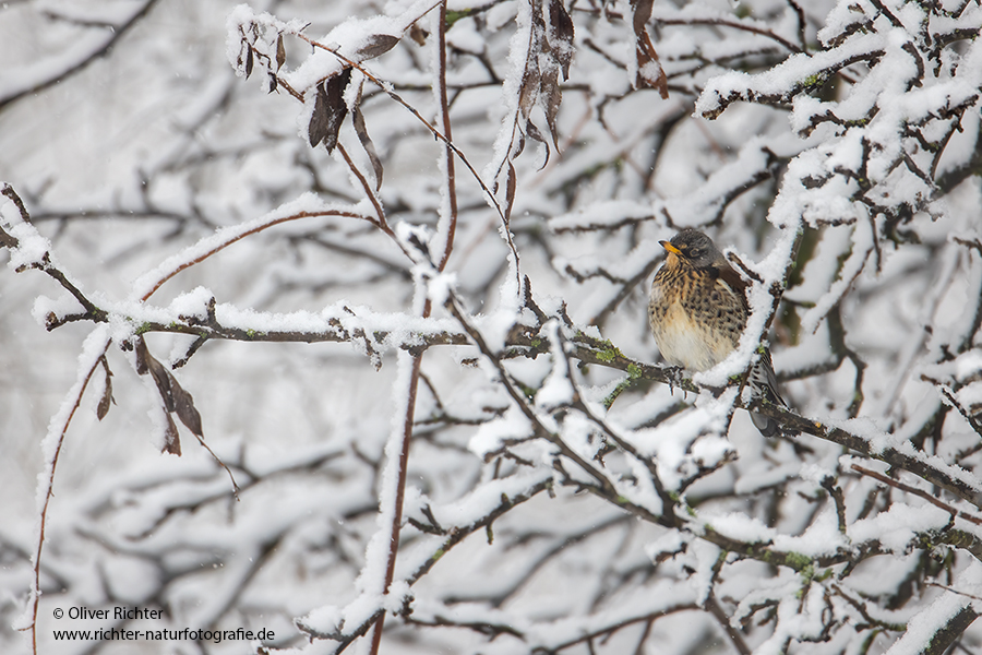 Wacholderdrossel - Turdus pilaris Drossel Drosseln Echte Drosseln, Singvoegel, Vogel, 