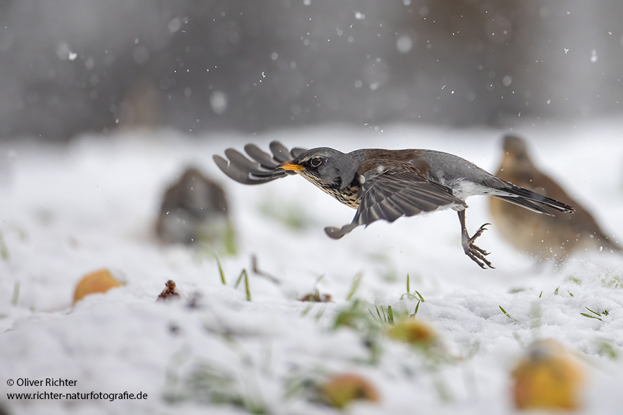 Wacholderdrossel - Turdus pilaris Drossel Drosseln Echte Drosseln, Singvoegel, Vogel, 