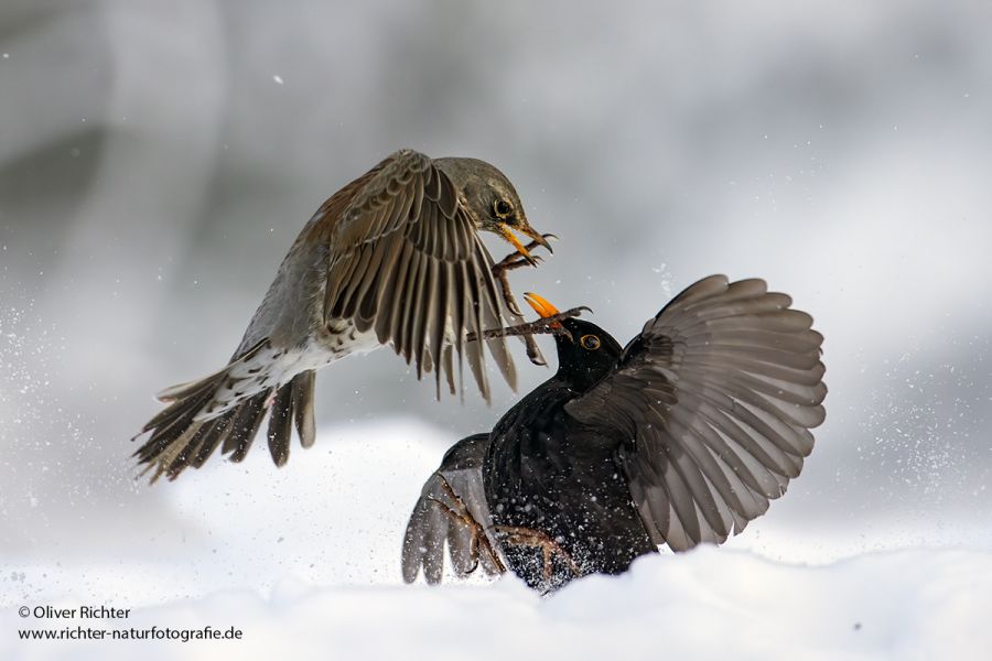 Wacholderdrosseln - Turdus pilaris Drossel Drosseln Echte Drosseln, Singvoegel, Vogel, 