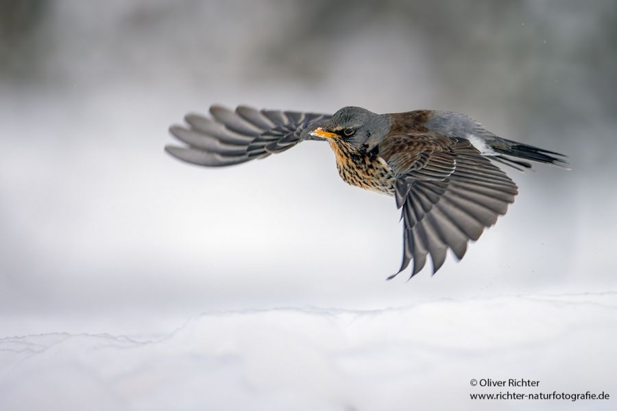 Wacholderdrosseln - Turdus pilaris Drossel Drosseln Echte Drosseln, Singvoegel, Vogel, 