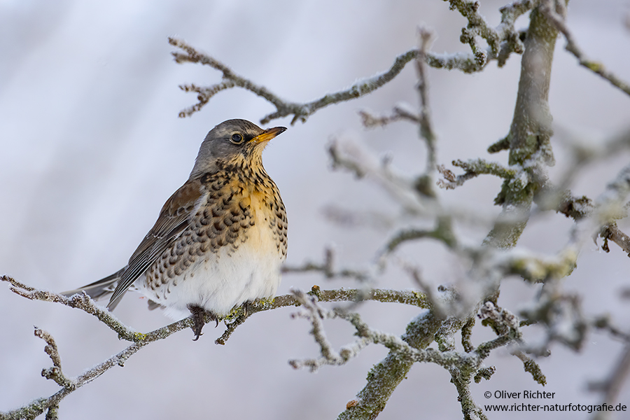 Wacholderdrosseln - Turdus pilaris Drossel Drosseln Echte Drosseln, Singvoegel, Vogel, 