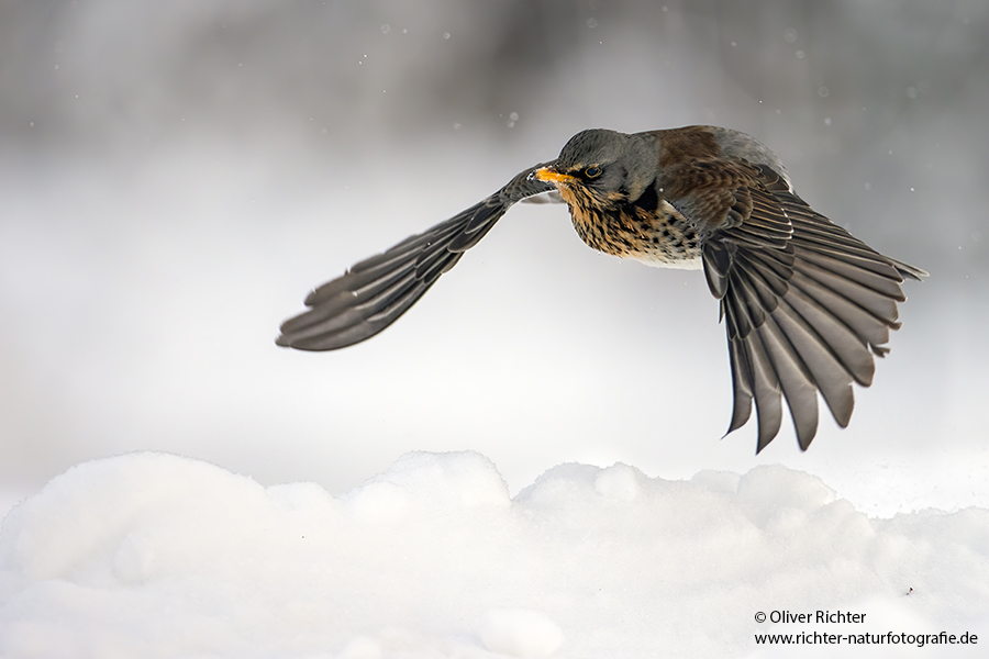 Wacholderdrosseln - Turdus pilaris Drossel Drosseln Echte Drosseln, Singvoegel, Vogel, 