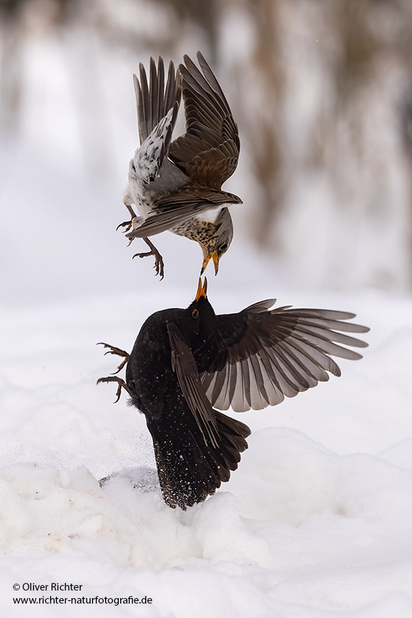 Wacholderdrossel und Amsel - Turdus pilaris Drossel Drosseln Echte Drosseln, Singvoegel, Vogel, 