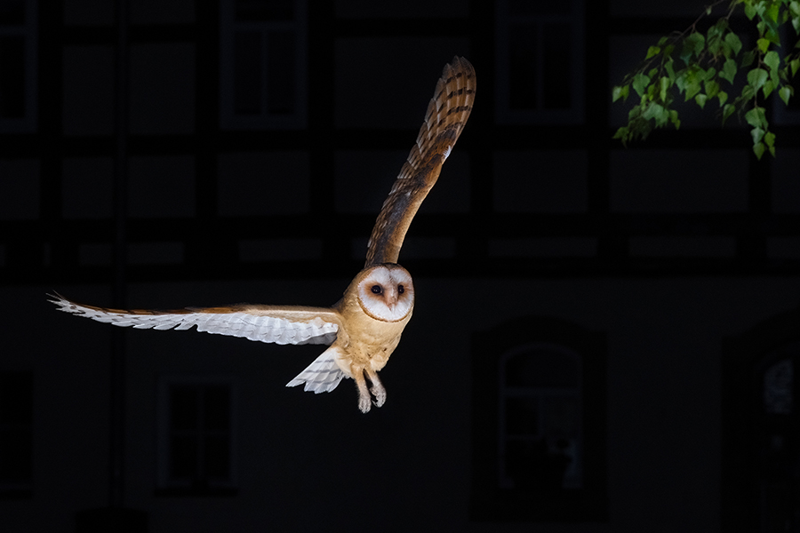 Schleiereule - Tyto alba, Eule, Eulen, Griumma, Muldental, Schleiereule im Muldental, Eulen in Grimma, Barn owl,  Strigiformes, Vögel, Muldental, Scheune 