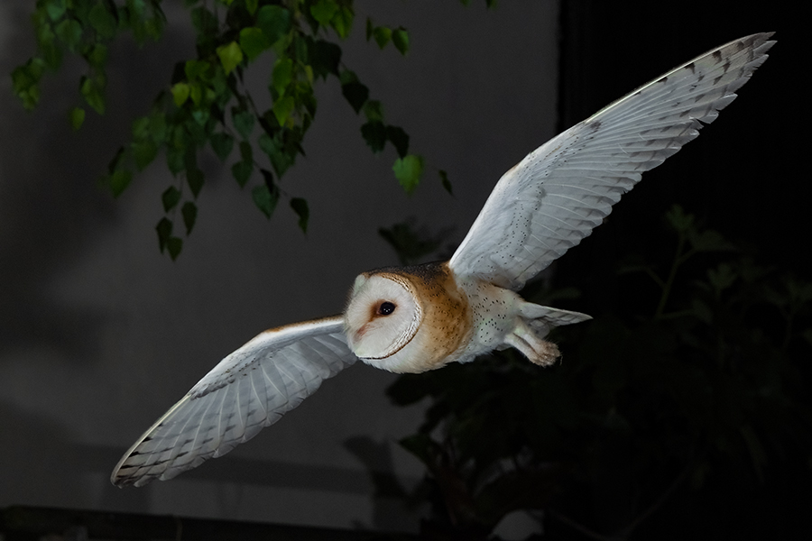 Schleiereule - Tyto alba, Eule, Eulen, Griumma, Muldental, Schleiereule im Muldental, Eulen in Grimma, Barn owl,  Strigiformes, Vögel, Muldental, Scheune 