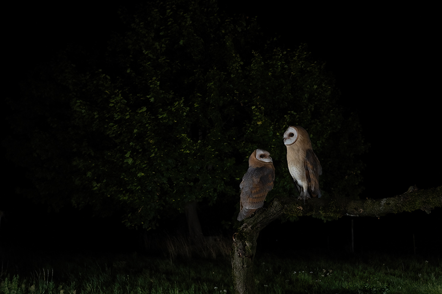 Schleiereule - Tyto alba, Eule, Eulen, Griumma, Muldental, Schleiereule im Muldental, Eulen in Grimma, Barn owl,  Strigiformes, Vögel, Muldental, Scheune 