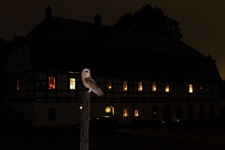 Schleiereule - Tyto alba, Eule, Eulen, Griumma, Muldental, Schleiereule im Muldental, Eulen in Grimma, Barn owl,  Strigiformes, Vögel, Muldental, Scheune 