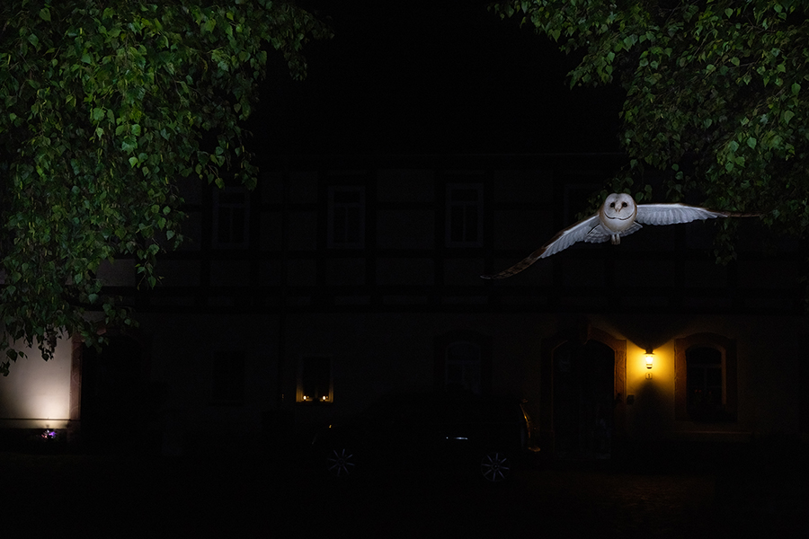 Schleiereule - Tyto alba, Eule, Eulen, Griumma, Muldental, Schleiereule im Muldental, Eulen in Grimma, Barn owl,  Strigiformes, Vögel, Muldental, Scheune 