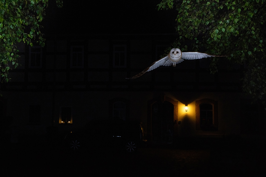 Schleiereule - Tyto alba, Eule, Eulen, Griumma, Muldental, Schleiereule im Muldental, Eulen in Grimma, Barn owl,  Strigiformes, Vögel, Muldental, Scheune 