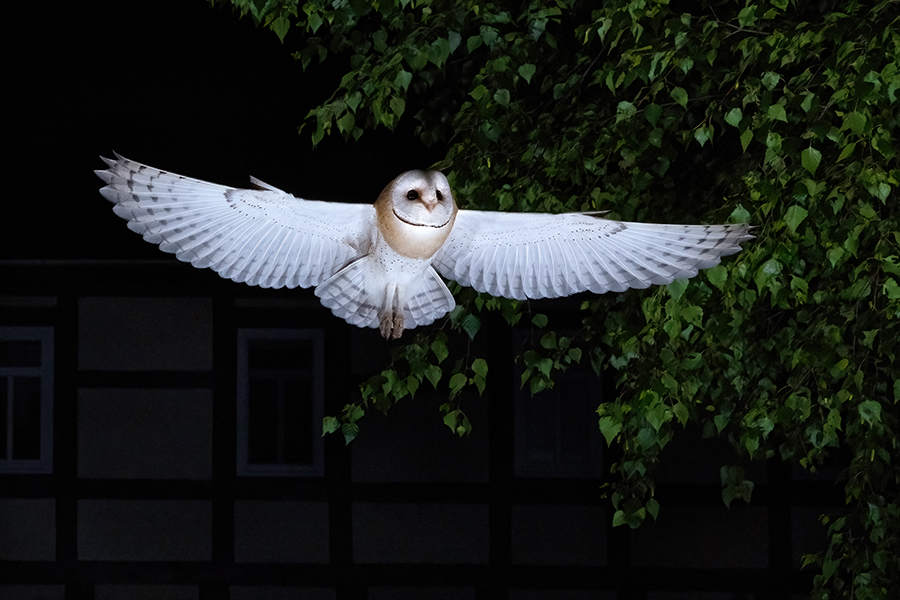 Schleiereule - Tyto-alba, Eule, Eulen, Griumma, Muldental, Schleiereule im Muldental, Eulen in Grimma, Barn owl,  Strigiformes, Vögel, Muldental, Scheune 