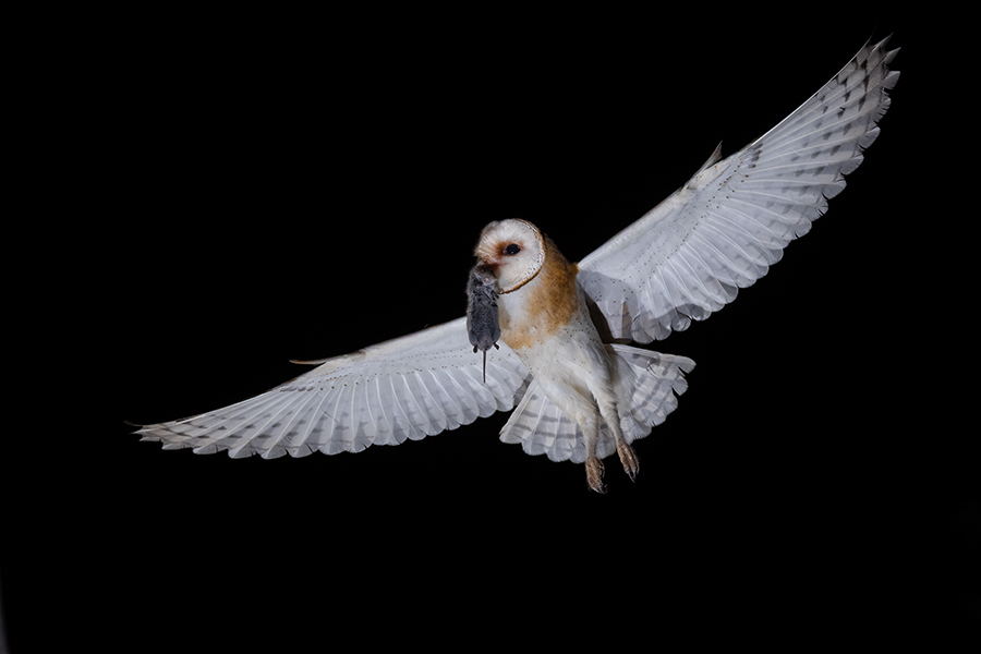 Schleiereule - Tyto alba, Eule, Eulen, Griumma, Muldental, Schleiereule im Muldental, Eulen in Grimma, Barn owl,  Strigiformes, Vögel, Muldental, Scheune 